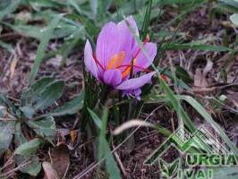 Crocus sativus L. - Zafferano