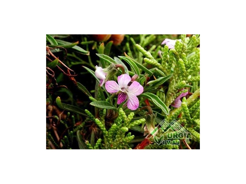 Viola corsica - viola