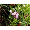 Viola corsica - viola