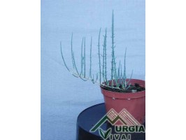 Arthrocnemum glaucum (Delile) - Salicornia perenne,