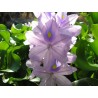 Eicornia crassipes - Giacinto d'acqua