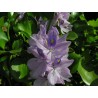 Eicornia crassipes - Giacinto d'acqua