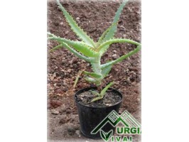 Aloe arborescens - Aloe arborea