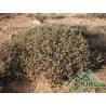 Tymelaea tartonraria - Timelea tartonraira