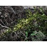 Asparagus stipularis  Forskal - Asparago  orrido
