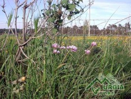 Allium roseum - Aglio rosa