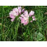Allium roseum - Aglio rosa