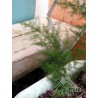 Asparagus  acutifolius - Asparago comune